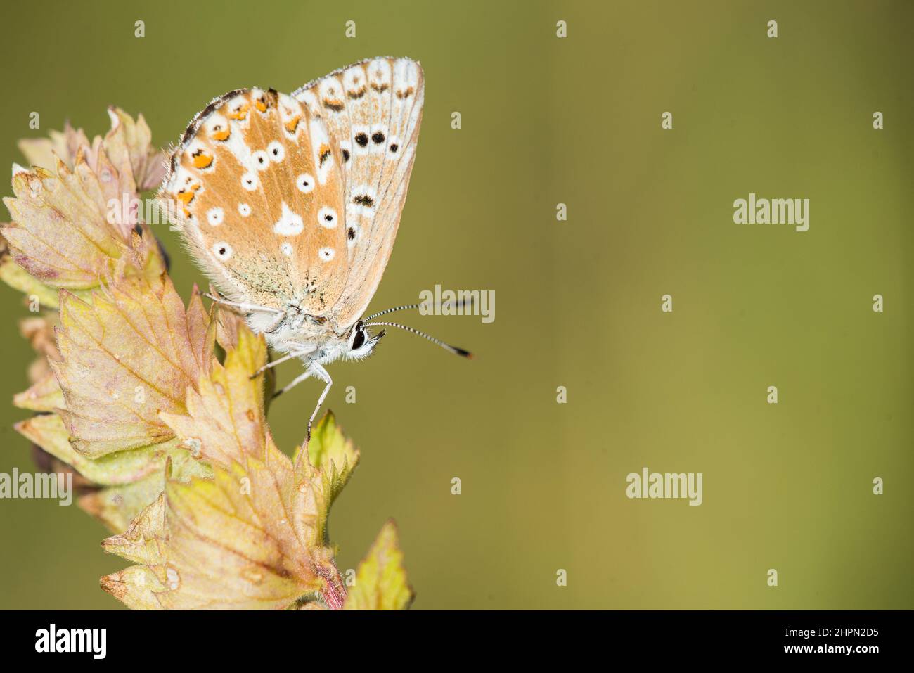 Il blu di cale (Lysandra coridon) è una farfalla della famiglia Lycaenidae. Foto Stock
