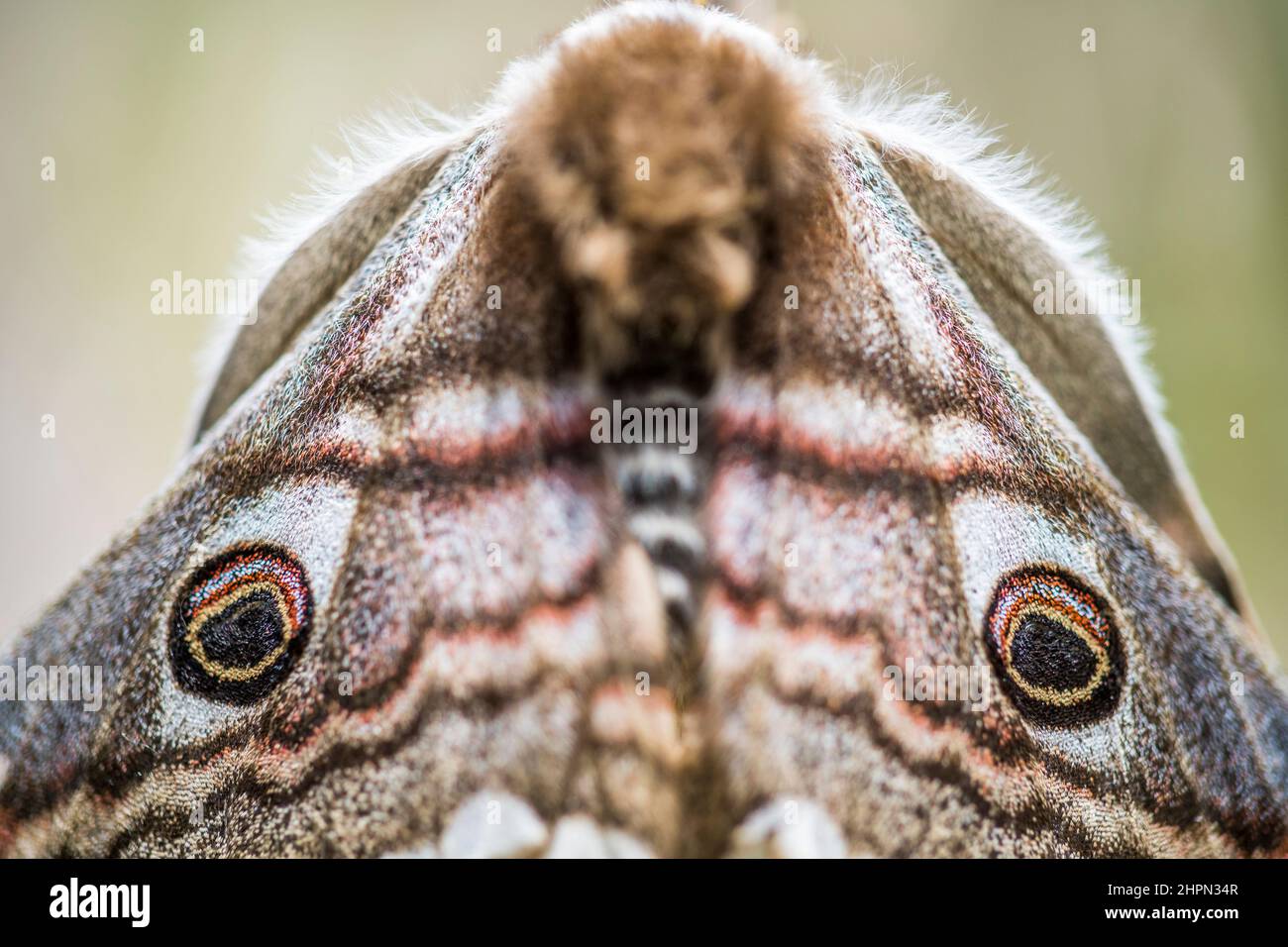 Saturnia pavonia, la piccola falce dell'imperatore, è una falce della famiglia Saturniidae, femmina. Foto Stock