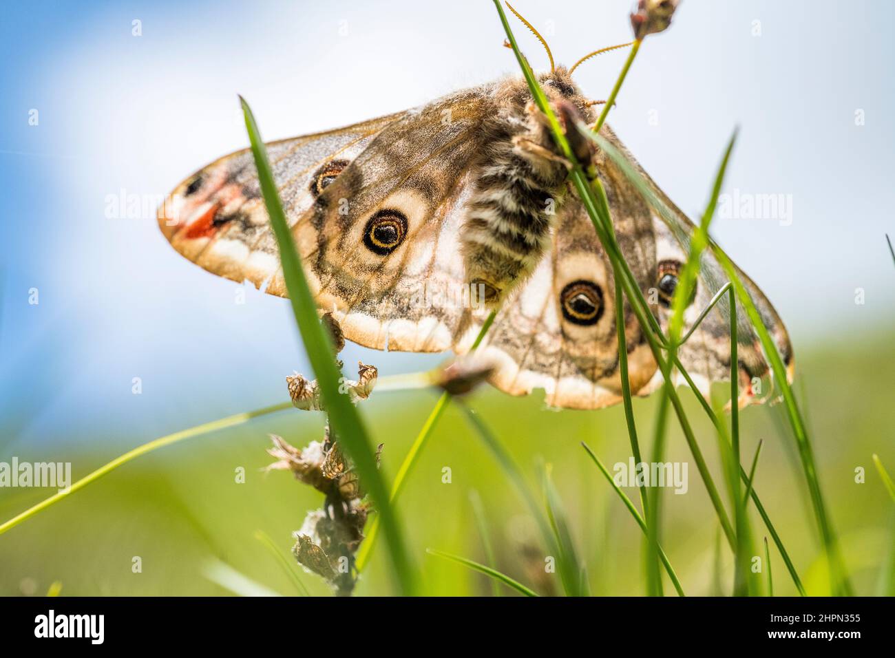Saturnia pavonia, la piccola falce dell'imperatore, è una falce della famiglia Saturniidae, femmina. Foto Stock