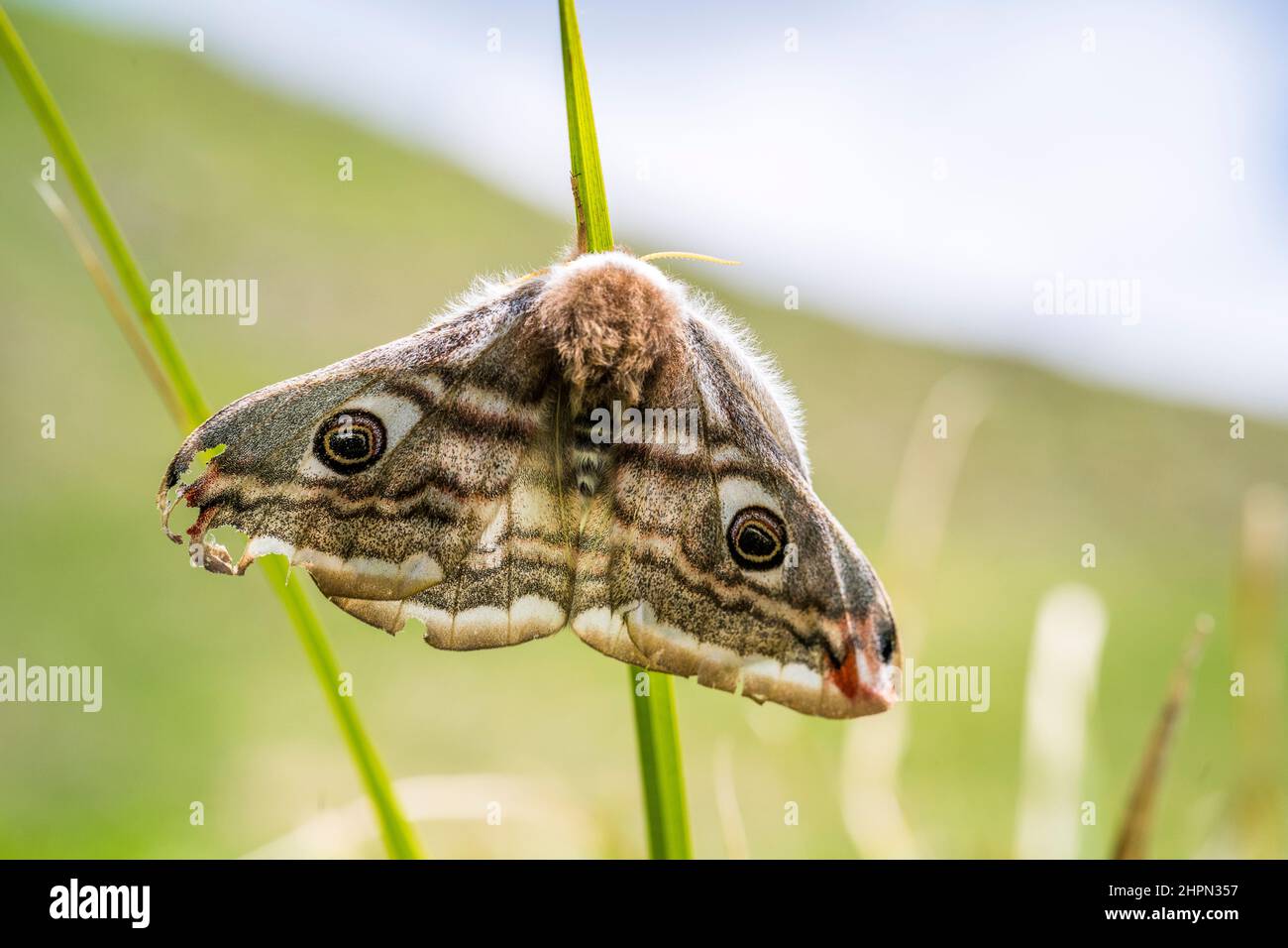 Saturnia pavonia, la piccola falce dell'imperatore, è una falce della famiglia Saturniidae, femmina. Foto Stock