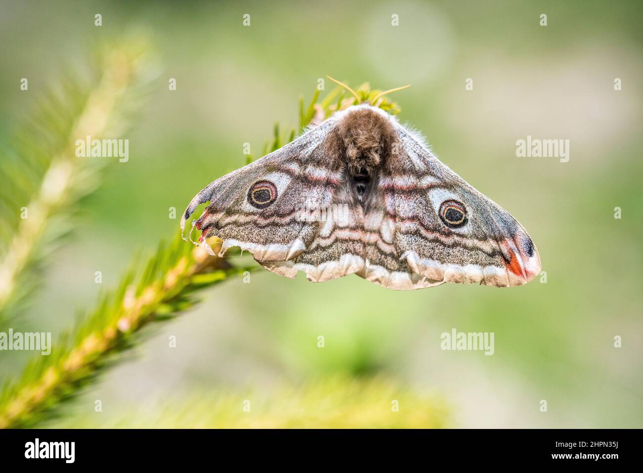 Saturnia pavonia, la piccola falce dell'imperatore, è una falce della famiglia Saturniidae, femmina. Foto Stock