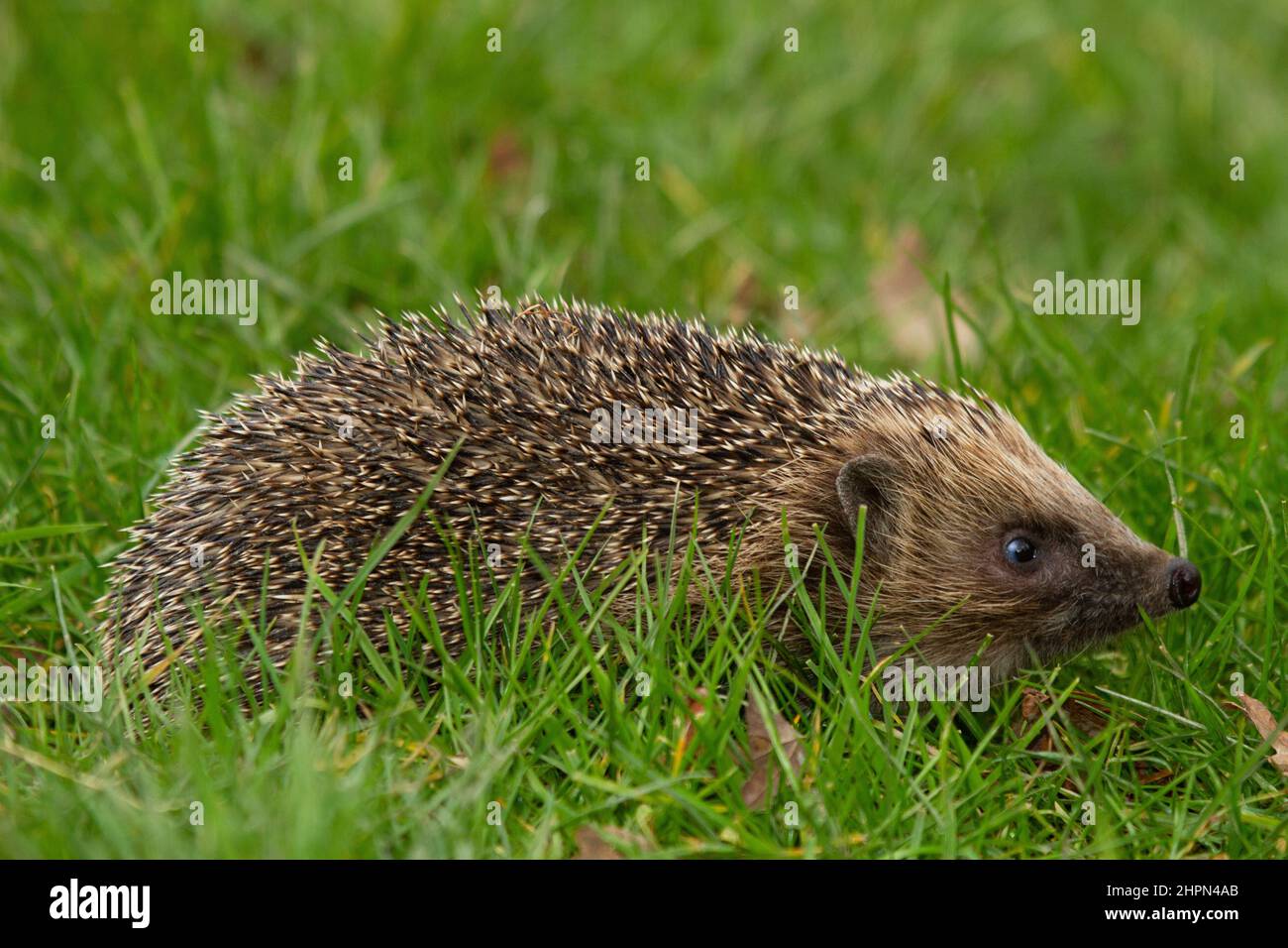 Hedgehog, hedgehog naturale, nativo europeo (Erinaceus Europaeus) che foraggia in habitat naturale giardino. Rivolto a destra. Orizzontale. Spazio copia. Foto Stock