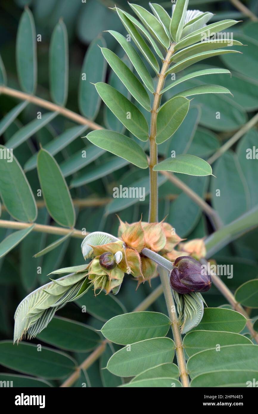 senna africana (Senna didimobotrya). Chiamato anche Popcorn senna, albero di Candelabra e burro di arachidi cassia. Foto Stock