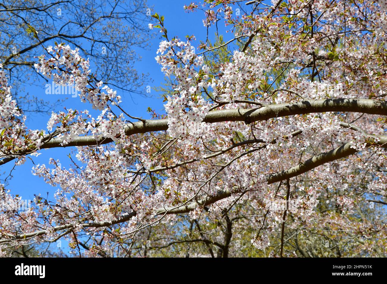 Ramo di albero con fiori di ciliegi primaverili all'High Park contro il cielo azzurro Foto Stock