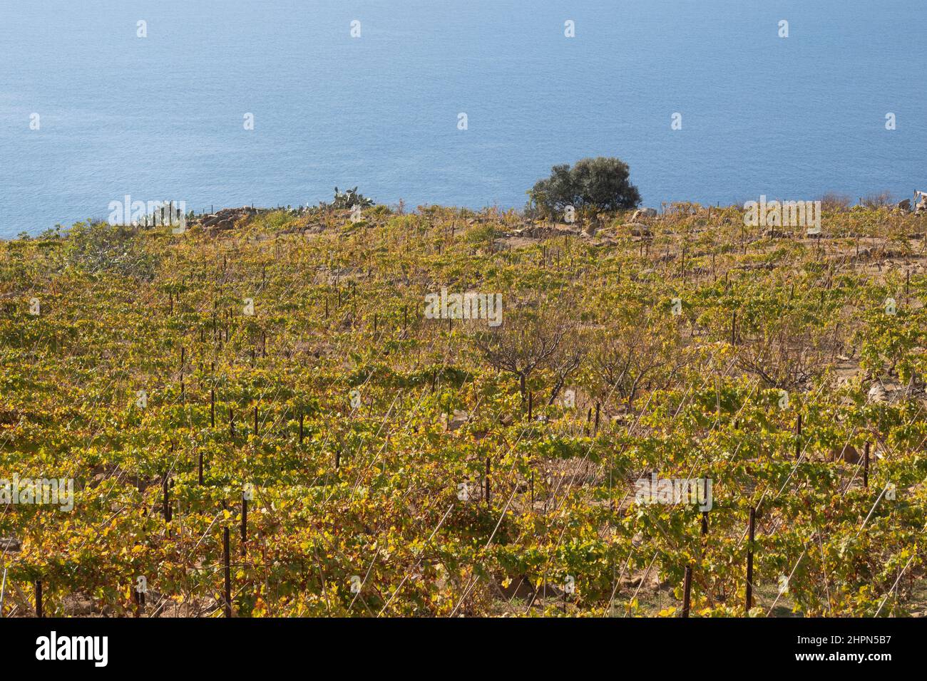 Vigneti, Isola del Giglio, Mar Tirreno, Arcipelago Toscano, Toscana, Italia, Europa Foto Stock