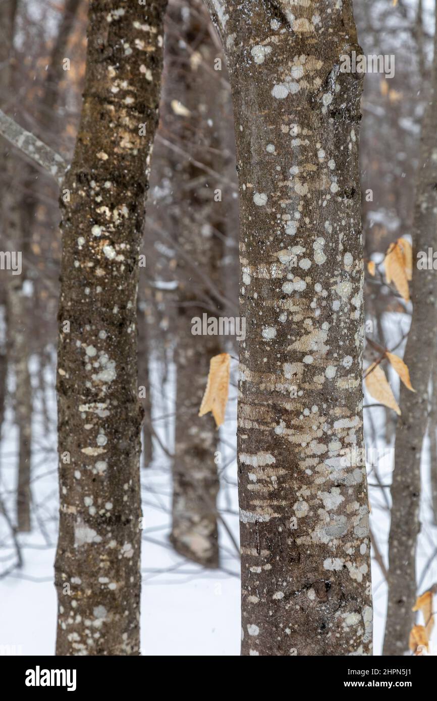 Paradise, Michigan - la malattia di corteccia di faggio su alberi di faggio americani (Fagus grandifolia) al Tahquamenon Falls state Park. La malattia è causata da un insec Foto Stock