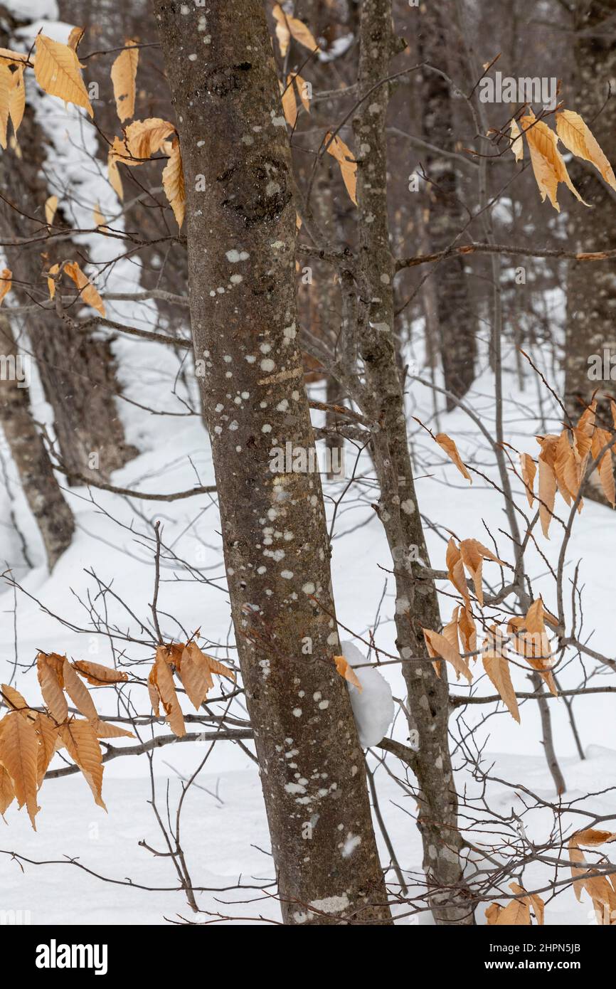 Paradise, Michigan - la malattia di corteccia di faggio su alberi di faggio americani (Fagus grandifolia) al Tahquamenon Falls state Park. La malattia è causata da un insec Foto Stock