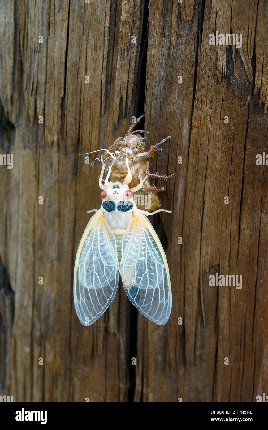 Faraone cicada (Magicada septendim). Chiamata 17-year locust anche. Foto Stock