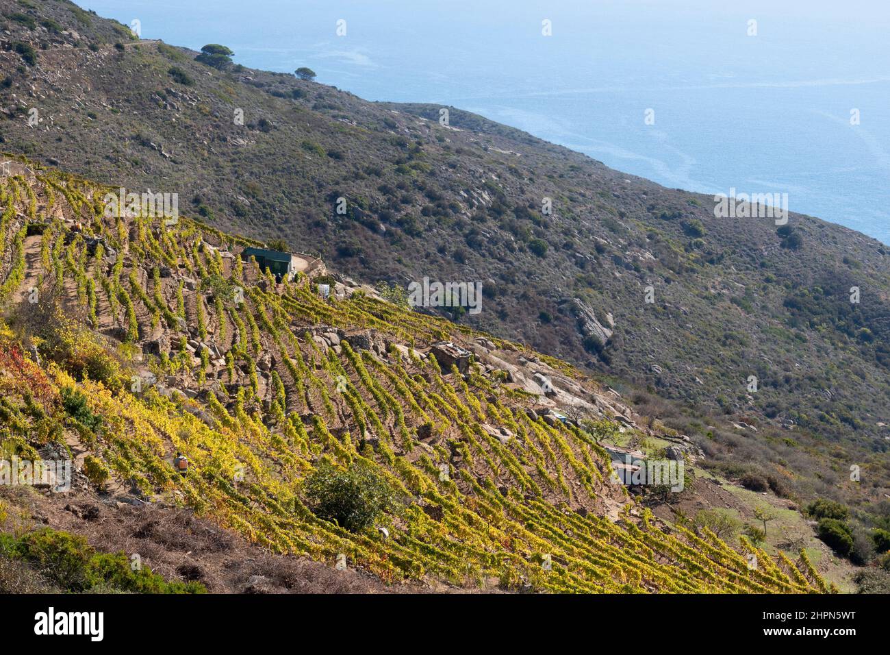Vigneti, Isola del Giglio, Mar Tirreno, Arcipelago Toscano, Toscana, Italia, Europa Foto Stock