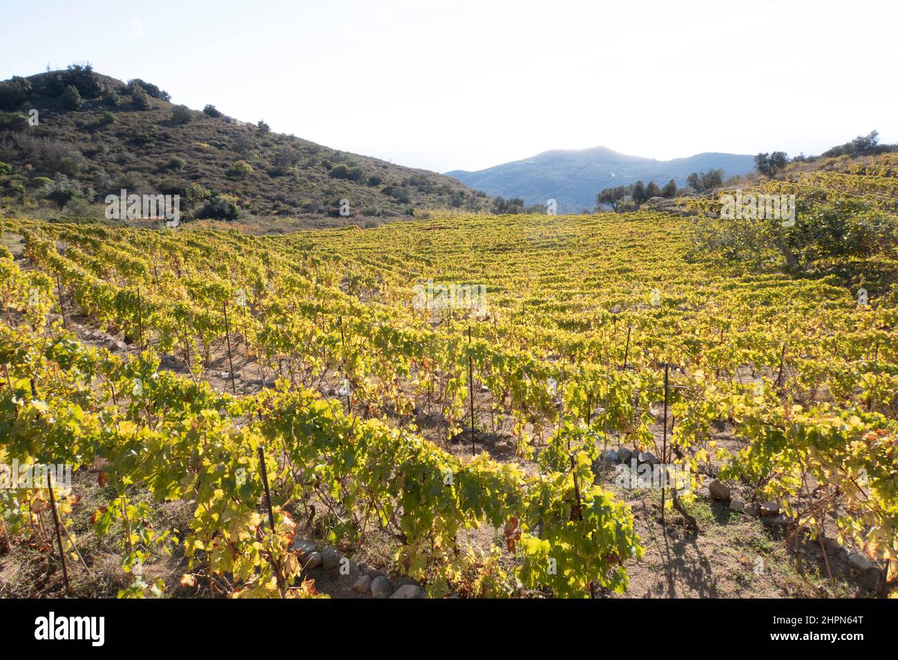 Vigneti, Isola del Giglio, Mar Tirreno, Arcipelago Toscano, Toscana, Italia, Europa Foto Stock