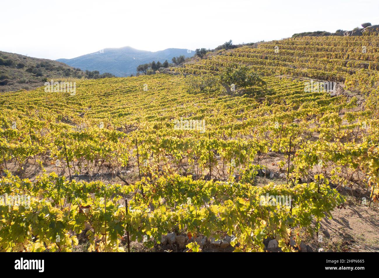 Vigneti, Isola del Giglio, Mar Tirreno, Arcipelago Toscano, Toscana, Italia, Europa Foto Stock