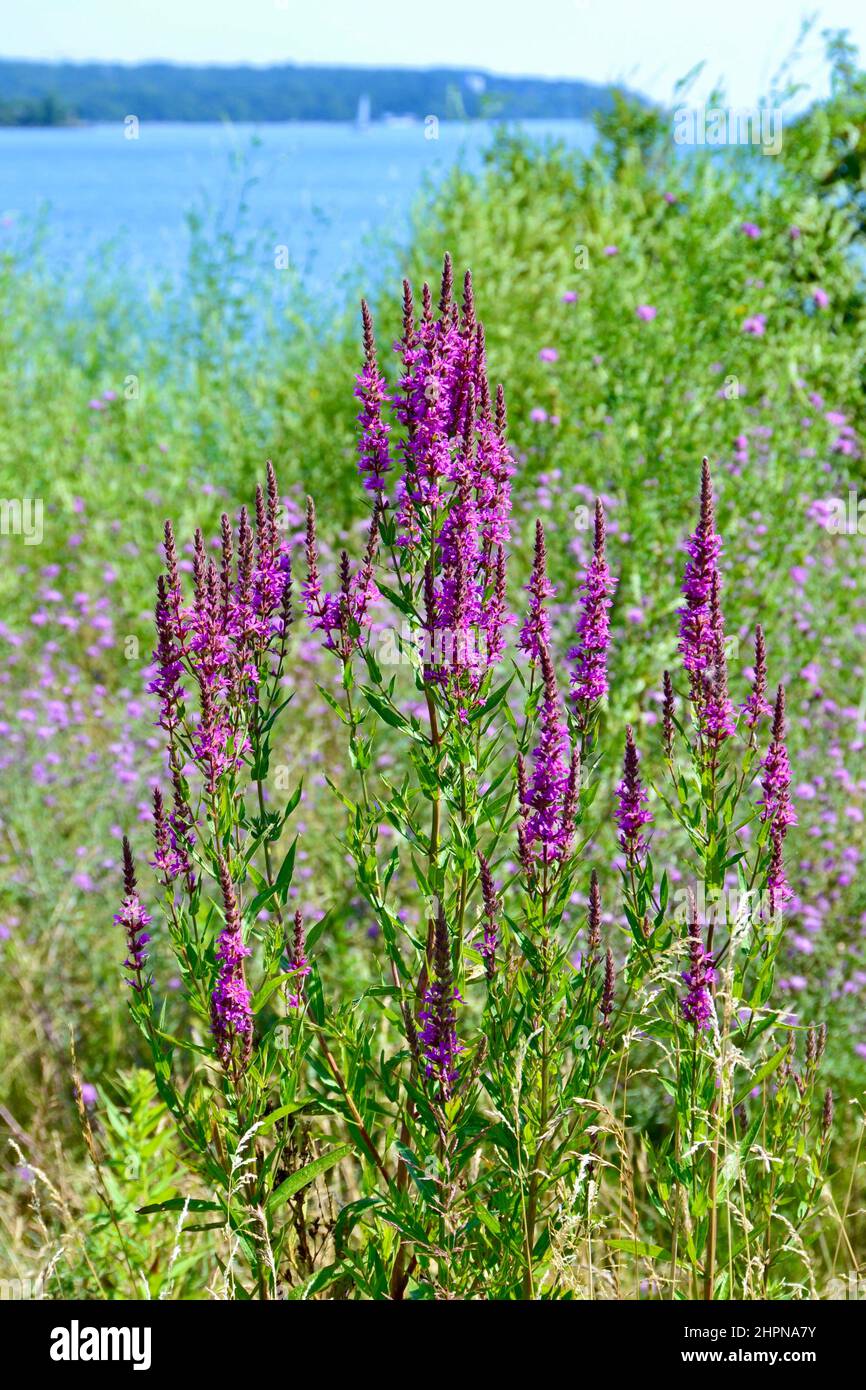 Fiori di campo viola che crescono al Tommy Thompson Park con il lago Ontario all'orizzonte durante l'estate Foto Stock