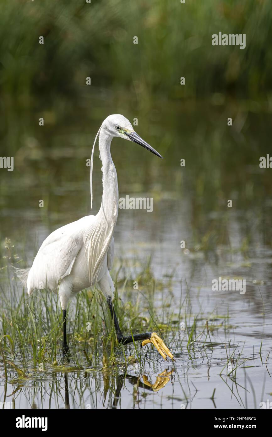 Aigrette garzette dans la baie de Somme, marais de Saint Firmin, proche du Parc du Marquenterre. Foto Stock