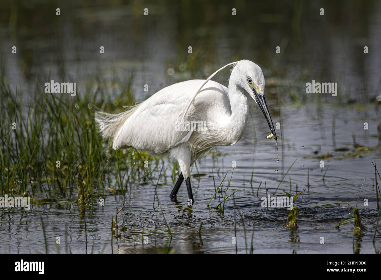 Aigrette garzette dans la baie de Somme, marais de Saint Firmin, proche du Parc du Marquenterre. Foto Stock