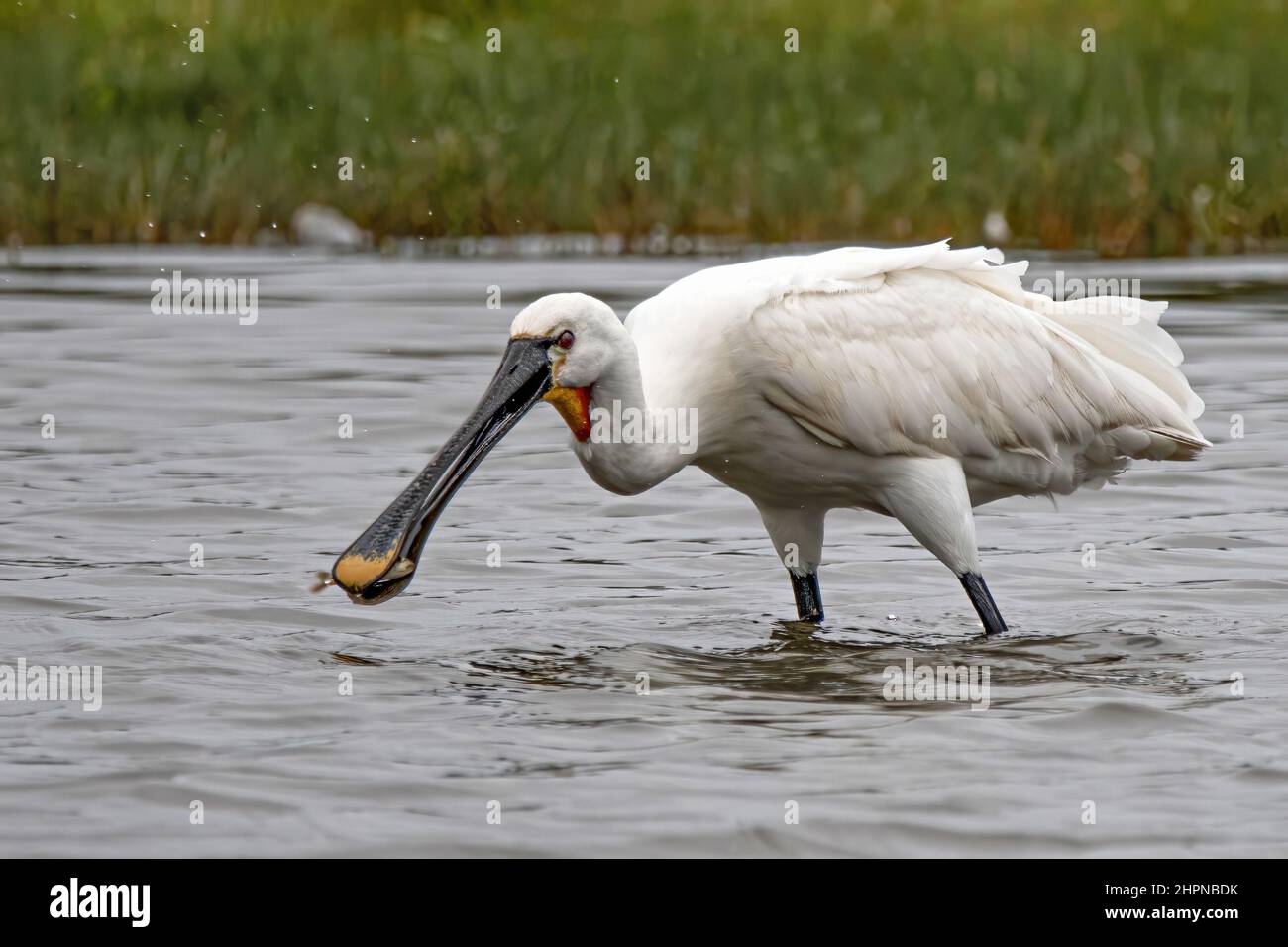 Spatules blanches dans les marais de la baie de Somme, le Crotoy, Saint Firmin, Parc de Marquenterre. Foto Stock