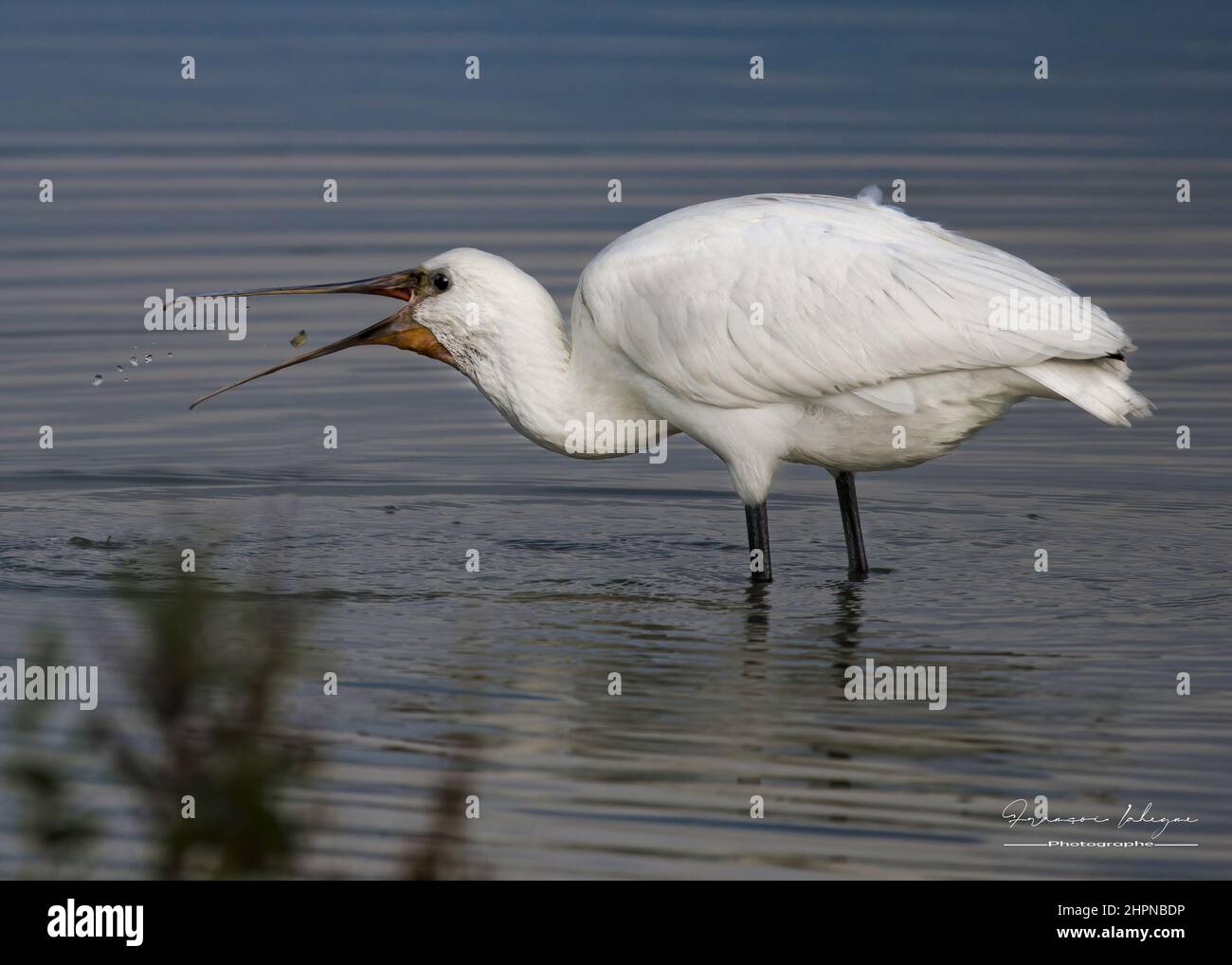 Spatules blanches dans les marais de la baie de Somme, le Crotoy, Saint Firmin, Parc de Marquenterre. Foto Stock