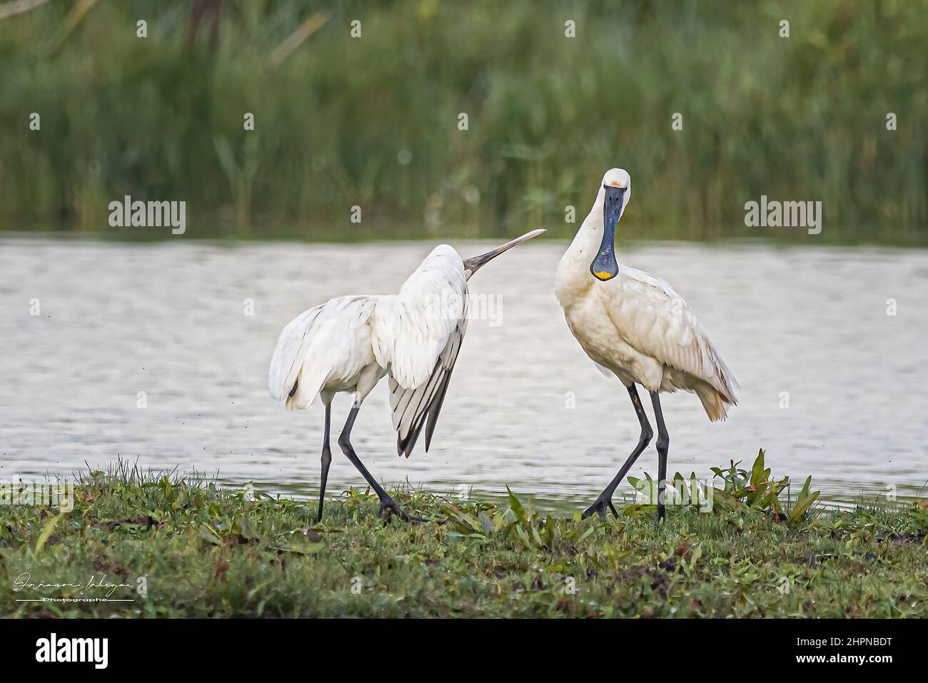 Spatules blanches dans les marais de la baie de Somme, le Crotoy, Saint Firmin, Parc de Marquenterre. Foto Stock