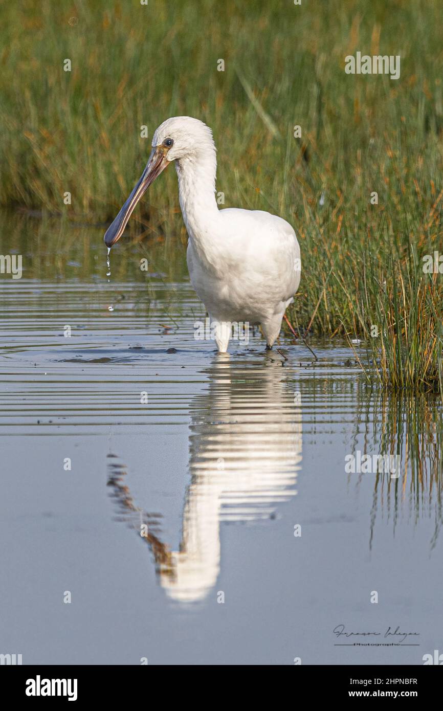 Spatules blanches dans les marais de la baie de Somme, le Crotoy, Saint Firmin, Parc de Marquenterre. Foto Stock