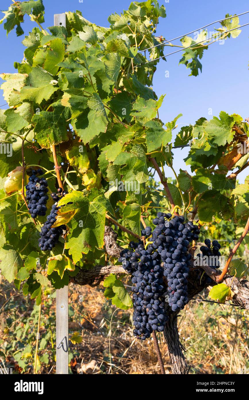 Vigneto tipico con uve blu vicino Chateauneuf-du-Pape, Cotes du Rhone, Francia Foto Stock