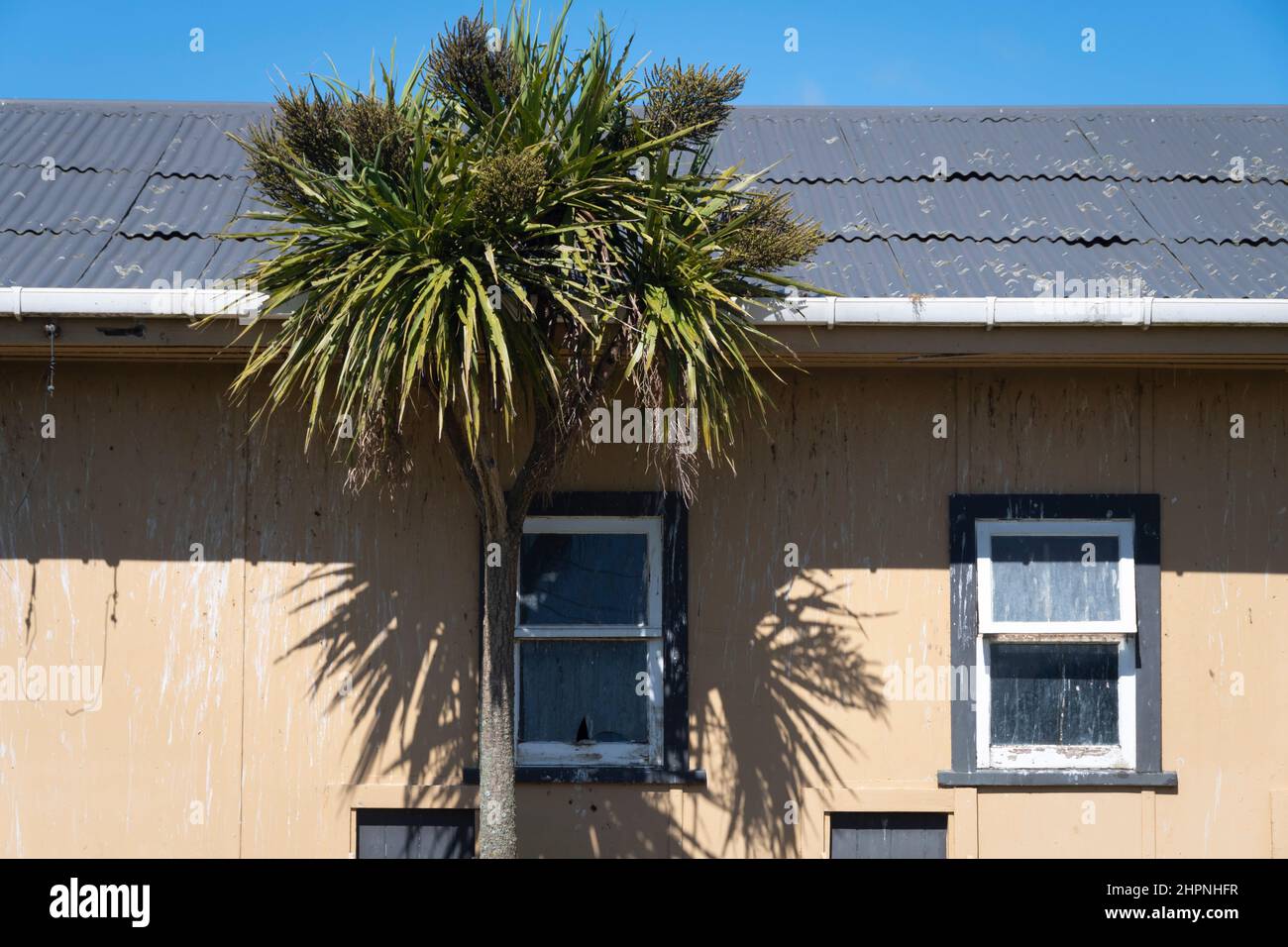 Cavolo albero e fienile, vicino Feilding, Manawatu, Isola del Nord, Nuova Zelanda Foto Stock