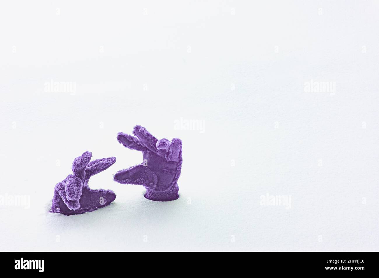 Mani con guanti che si allungano per aiutare. Sepolto nella neve. Alzando le mani per aiuto. Chiedere aiuto. Guanti viola seduti sul terreno bianco con le dita verso l'alto. Foto Stock