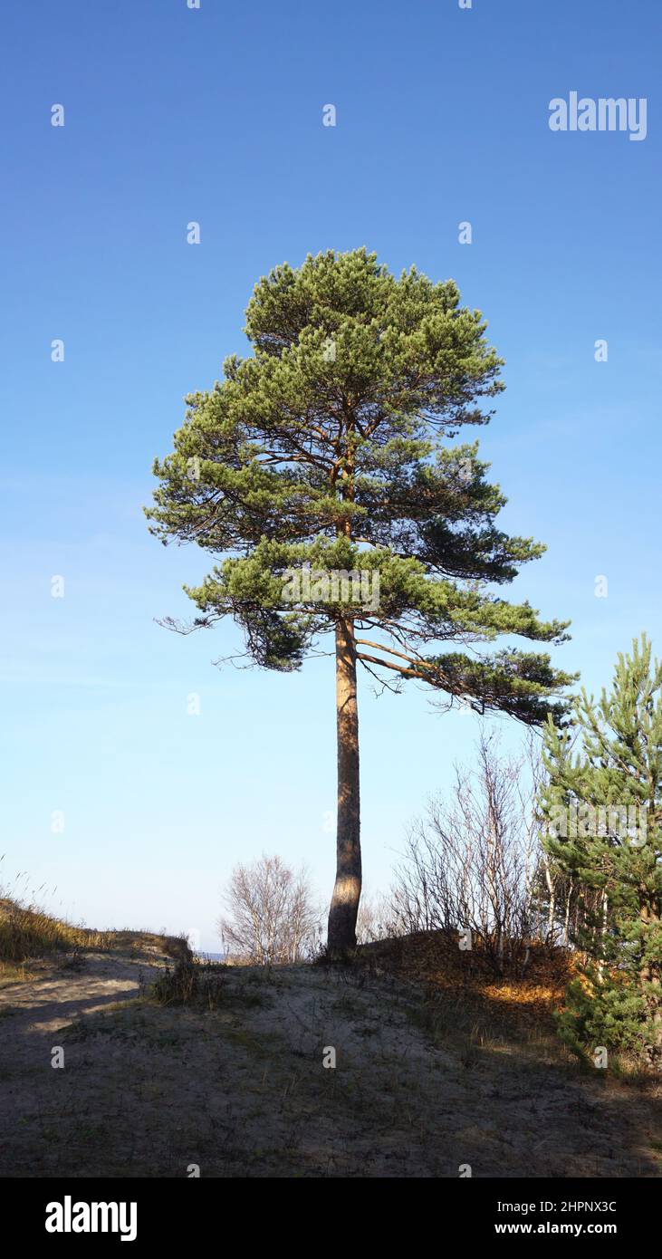 Pino solitario nelle dune di sabbia di una pineta contro un cielo blu. Foto Stock