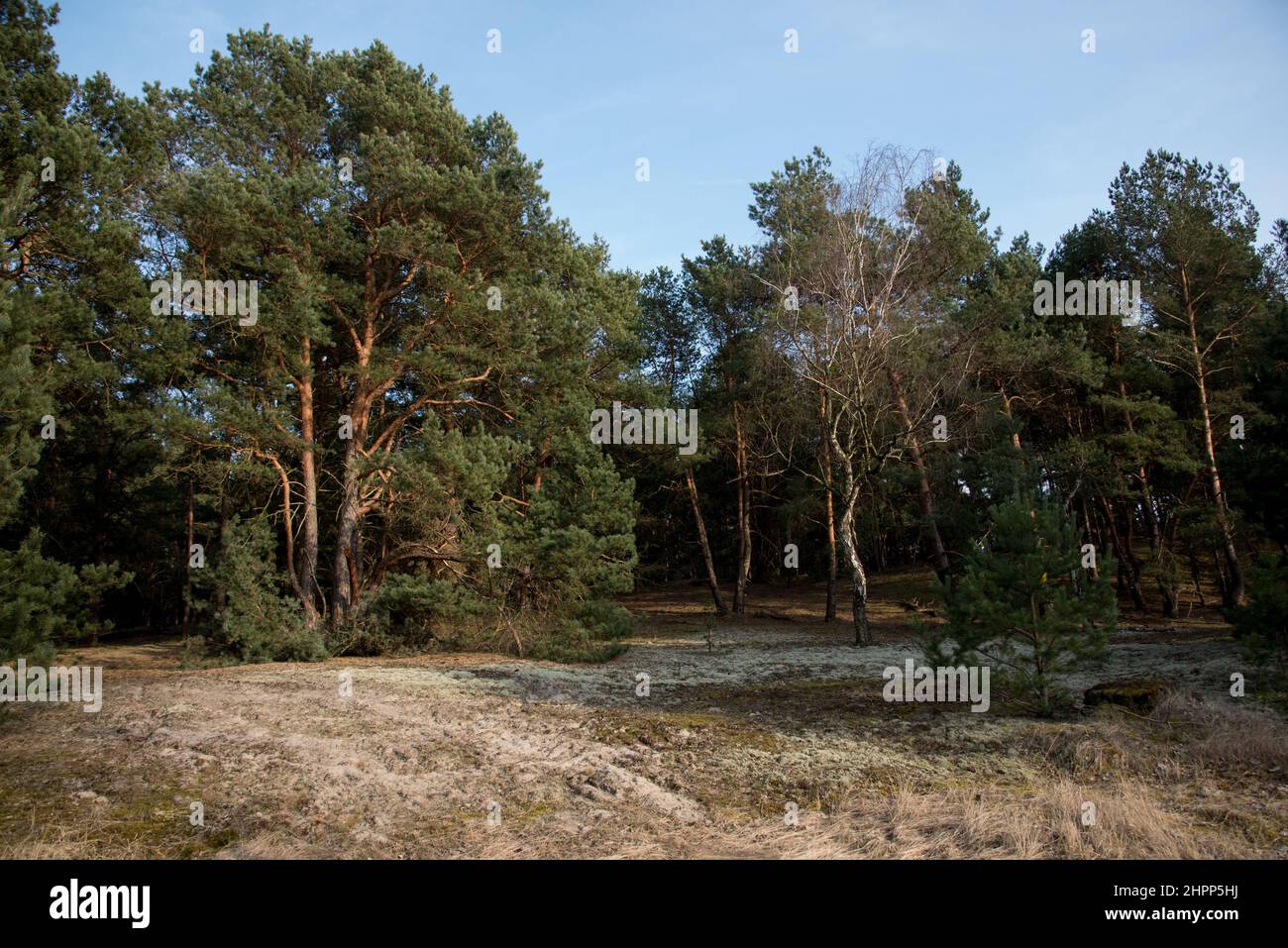 La foresta di pino scozzese è molto comune come forets commerciali nella Germania nordorientale. Foto Stock