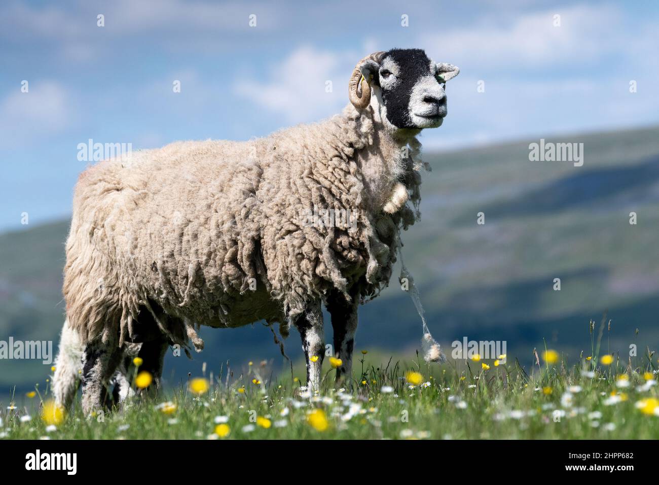 Swaledale pecora con agnello in un prato di fiori selvatici all'inizio dell'estate, Wensleydale, North Yorkshire, Regno Unito. Foto Stock
