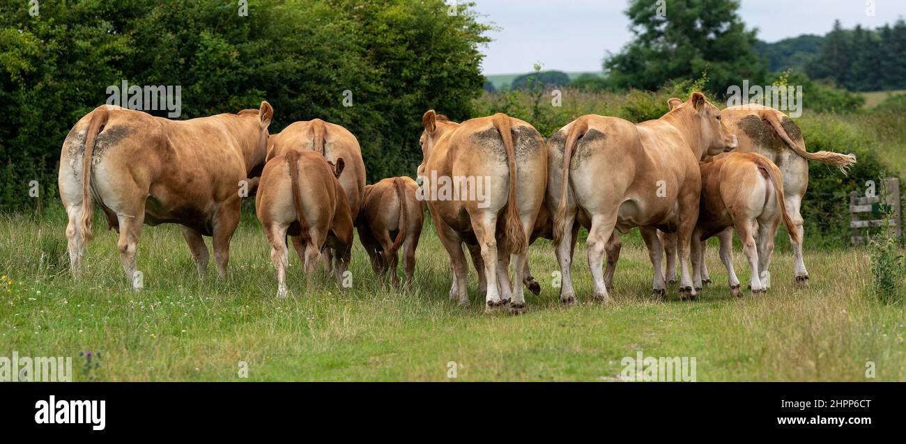 Mandria di bestiame Limousin a piedi lungo una pista di erba, Lancashire, Regno Unito. Foto Stock