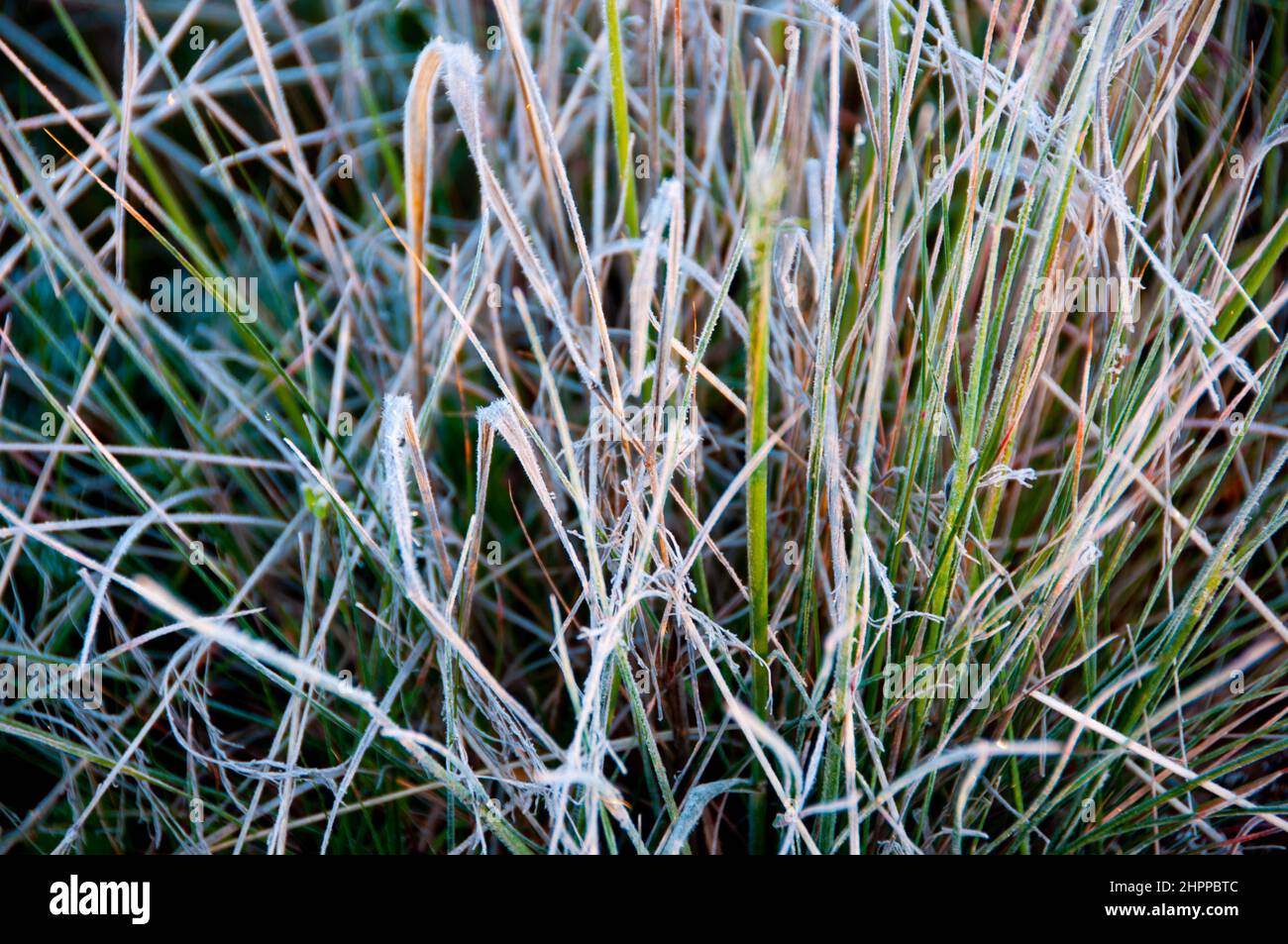 Gelo nell'Outback australiano Foto Stock