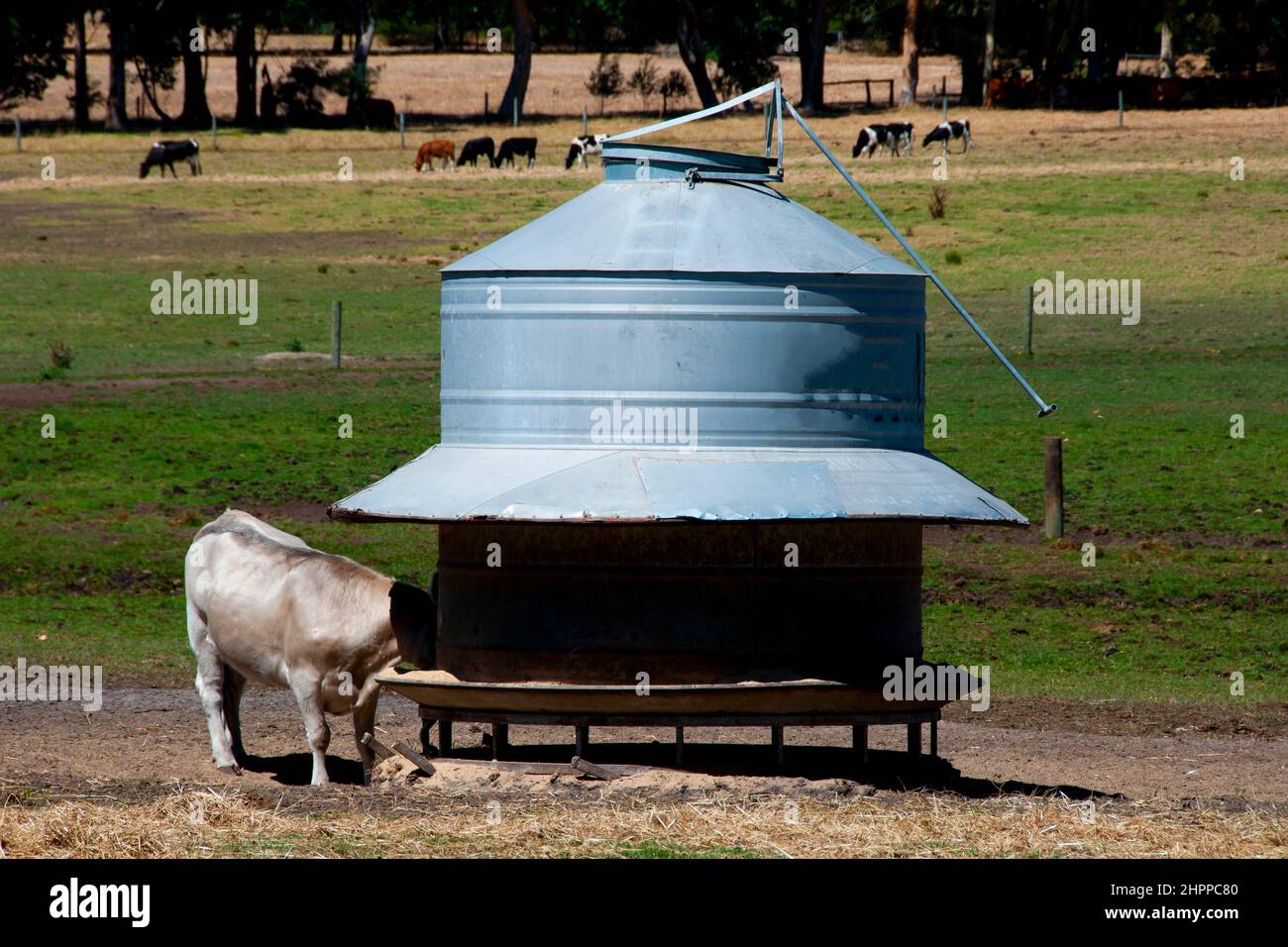 Silo di alimentazione del bestiame - Australia Foto Stock