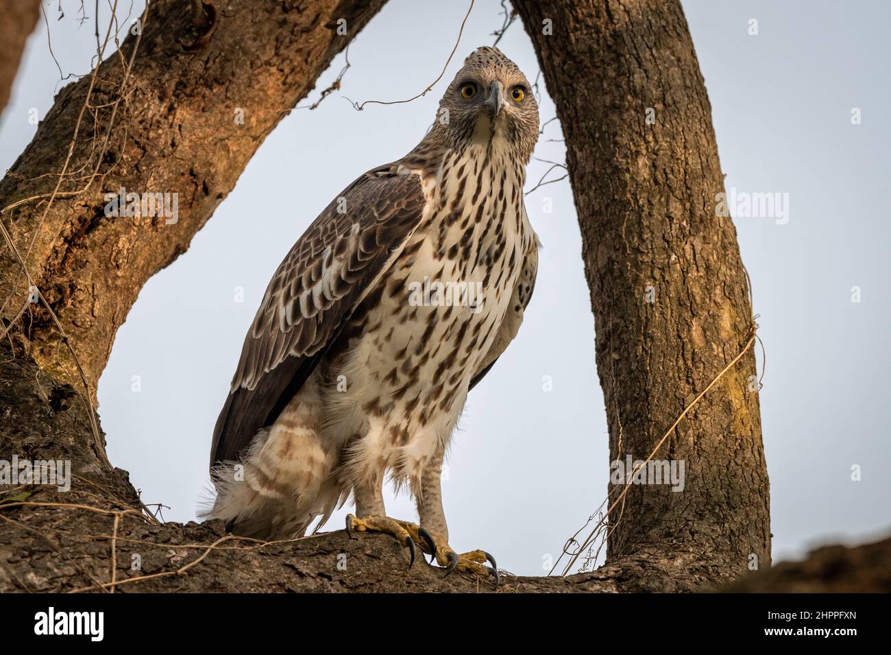 ritratto di aquila di falco modificabile o crestato con contatto visivo appollaiato su albero in legno naturale cornice alla zona dhikala della foresta del parco nazionale di jim corbett Foto Stock