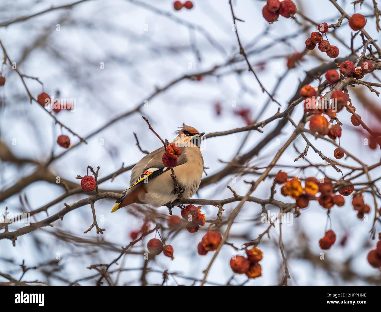 Waxwing bohémien seduto sul cespuglio e nutrendosi sulle mele rosse selvatiche in inverno o all'inizio della primavera. Uccello selvatico. Nome latino Bombycilla garrulus Foto Stock