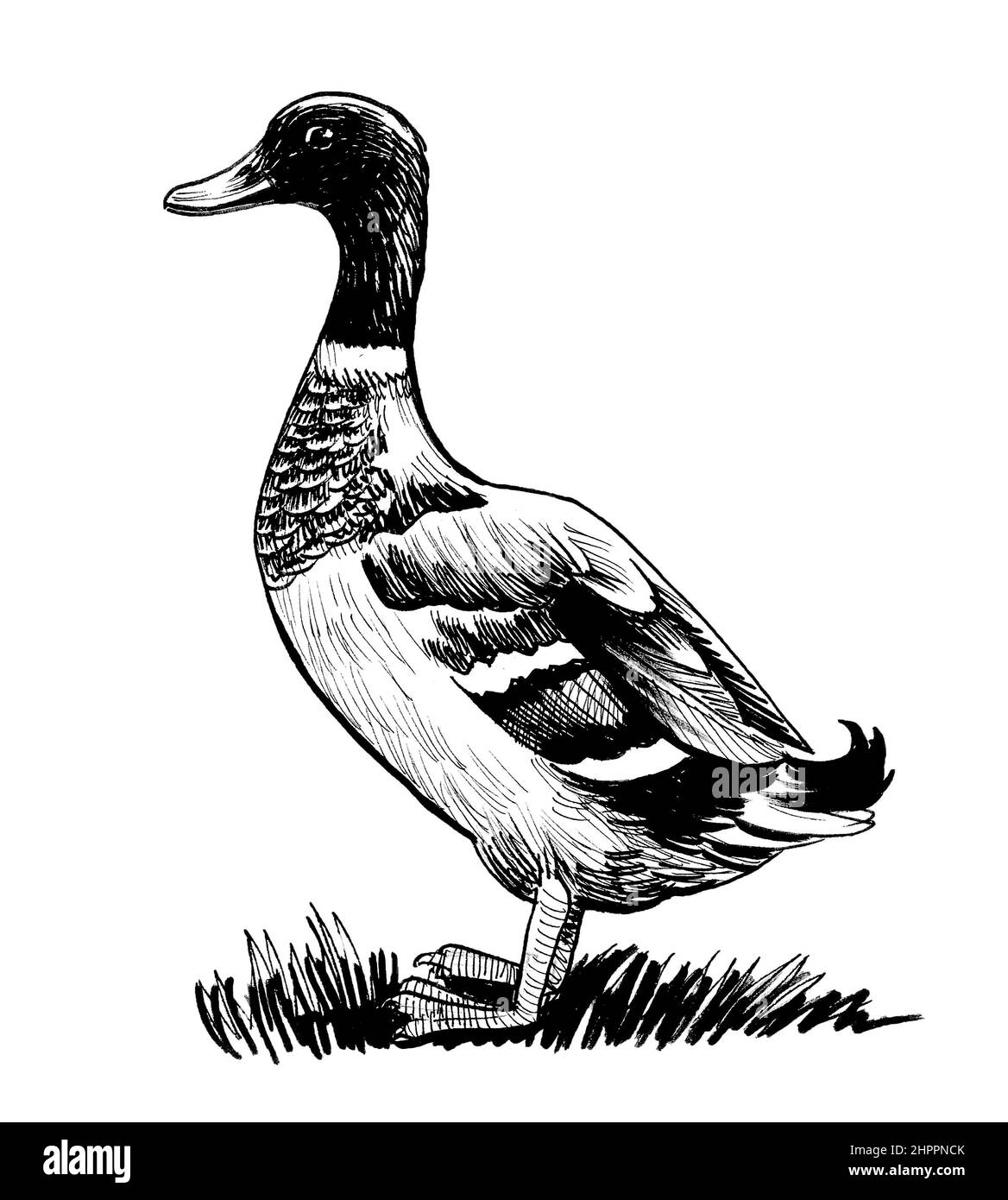 Uccello di anatra di Mallard. Disegno in bianco e nero con inchiostro Foto Stock