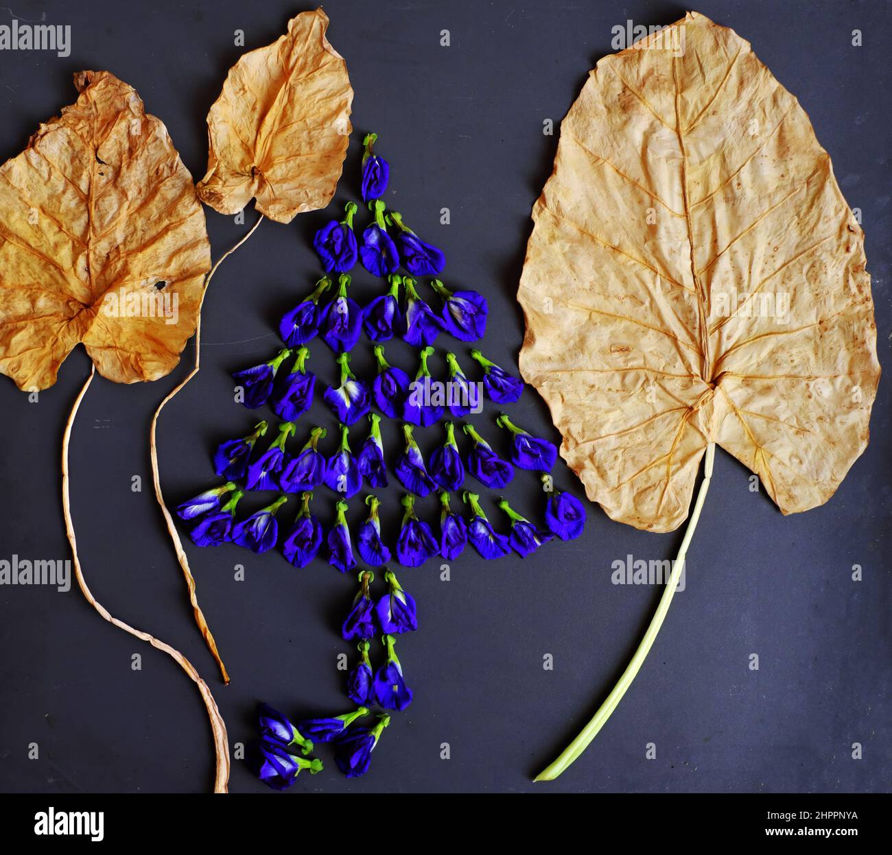 Concetto stupefacente dal fiore del pisello della farfalla e dalla foglia asciutta per fare la figura dell'albero sul nero, la flora viola fresca fa la colorazione dell'alimento, il tè di erbe che buon per lui Foto Stock
