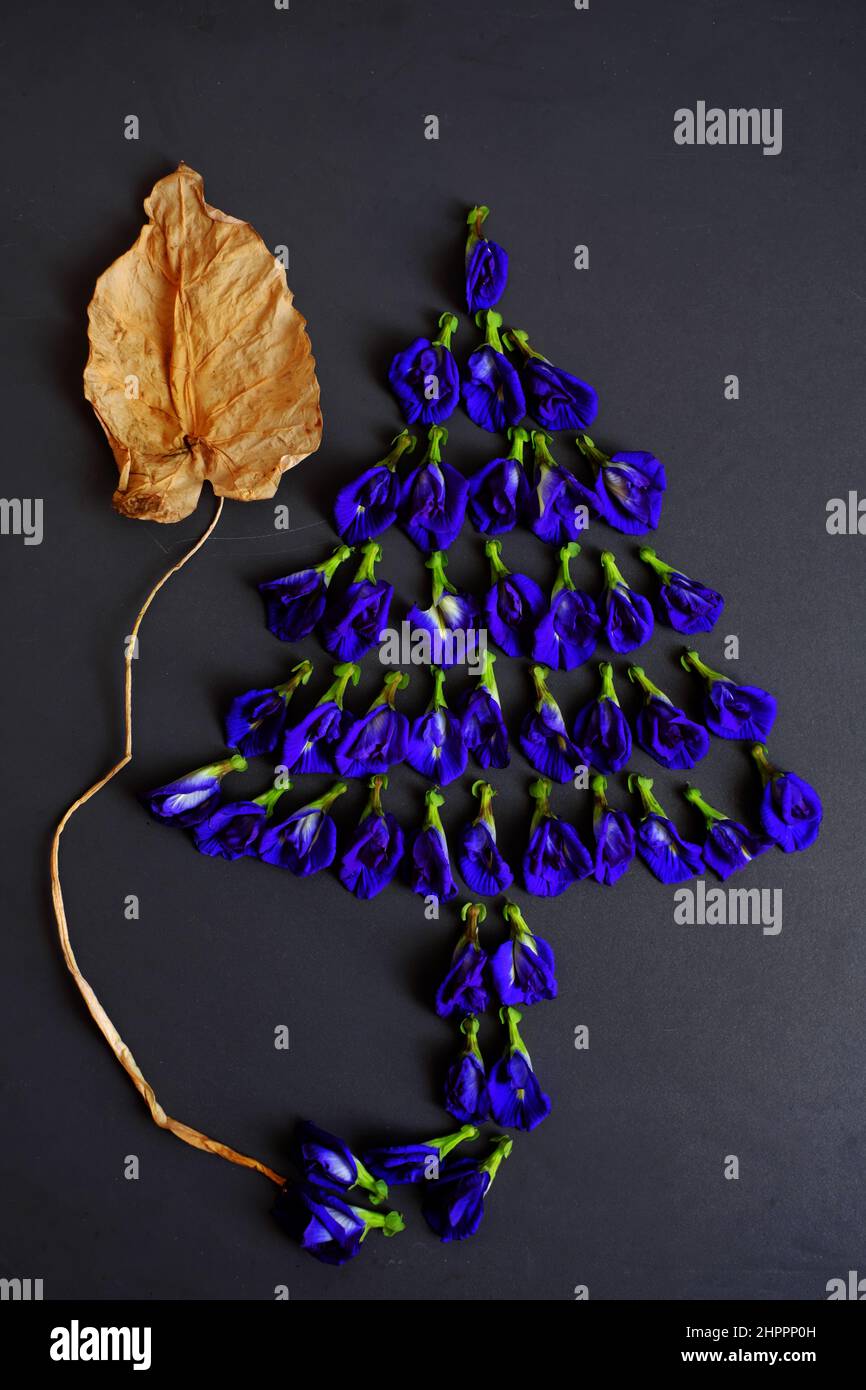 Concetto stupefacente dal fiore del pisello della farfalla e dalla foglia asciutta per fare la figura dell'albero sul nero, la flora viola fresca fa la colorazione dell'alimento, il tè di erbe che buon per lui Foto Stock