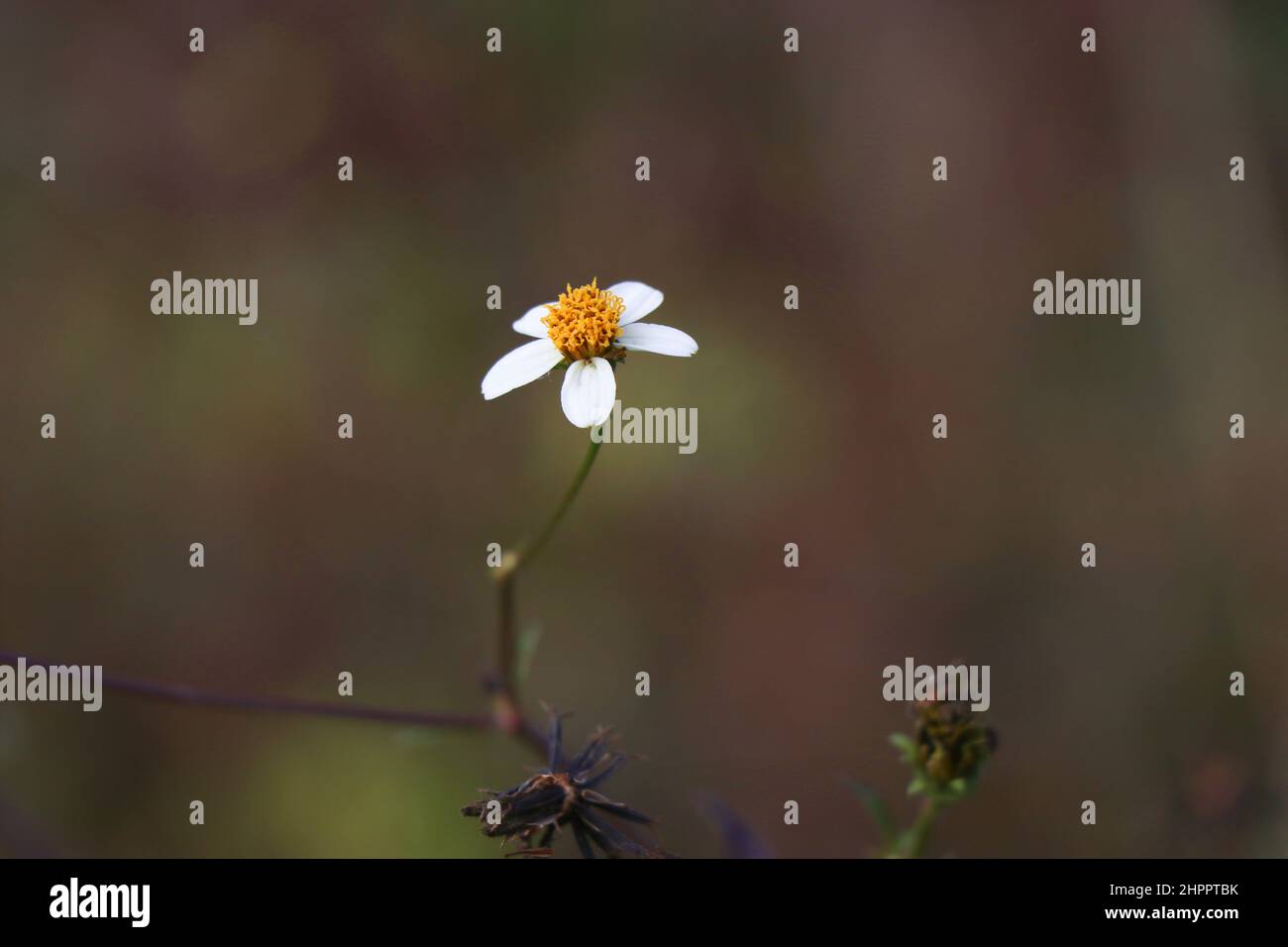 Beggarticks fiore in fase di fioritura isolato su sfondo naturale. Le zecche mendicanti sono anche note come bur marigold o Bidens frontosa Foto Stock