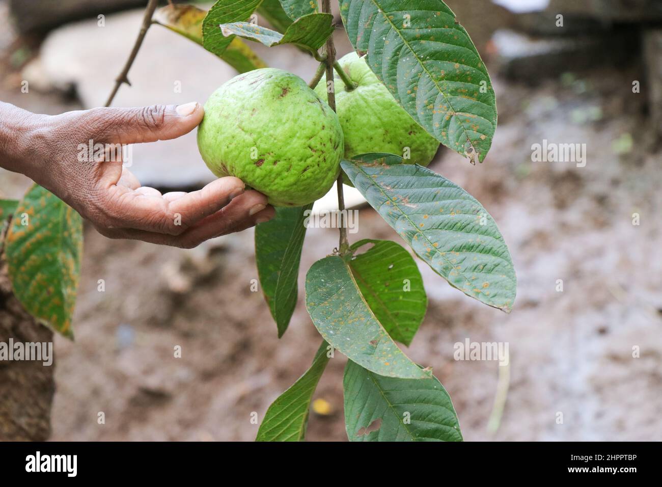 Raccolto frutta tropicale matura Guava su albero di Guava anche noto come Psidium Guajava Foto Stock