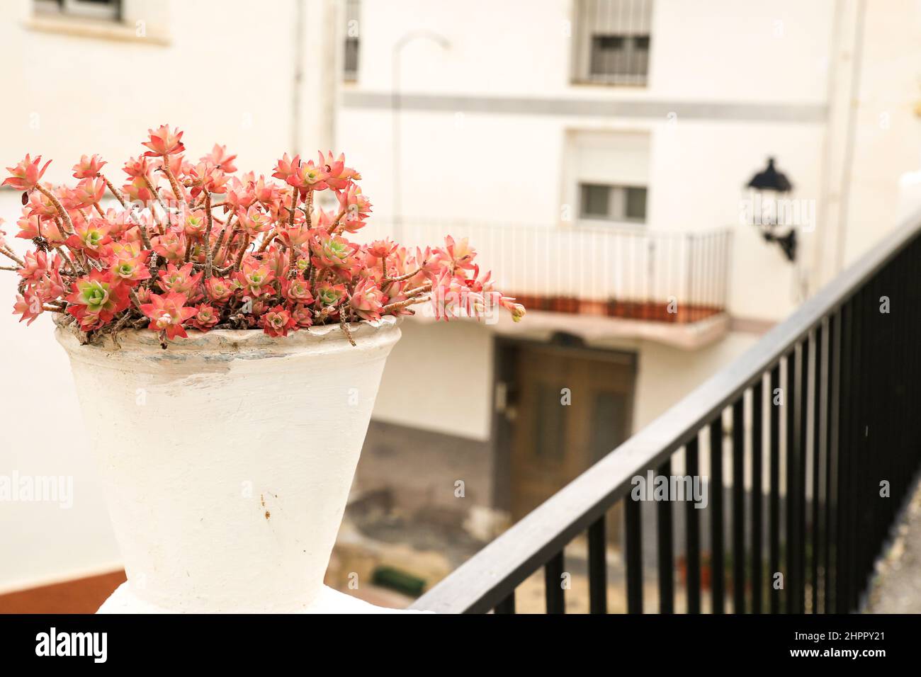 Sedum palmeria decorativo in vaso sulla strada nel villaggio di Abdet, Alicante, Spagna Foto Stock