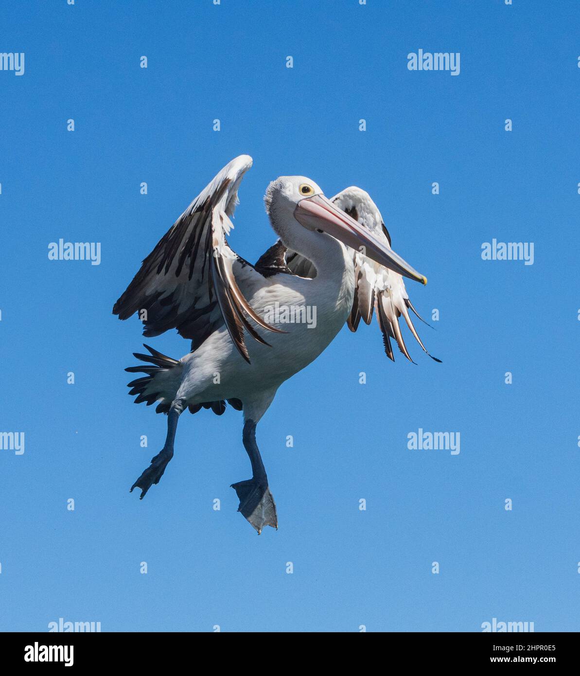 Pelican australiano (Pelecanus cospicillatus) che entra a terra, fiume Kalgan, Albany, Australia occidentale, WA, Australia Foto Stock