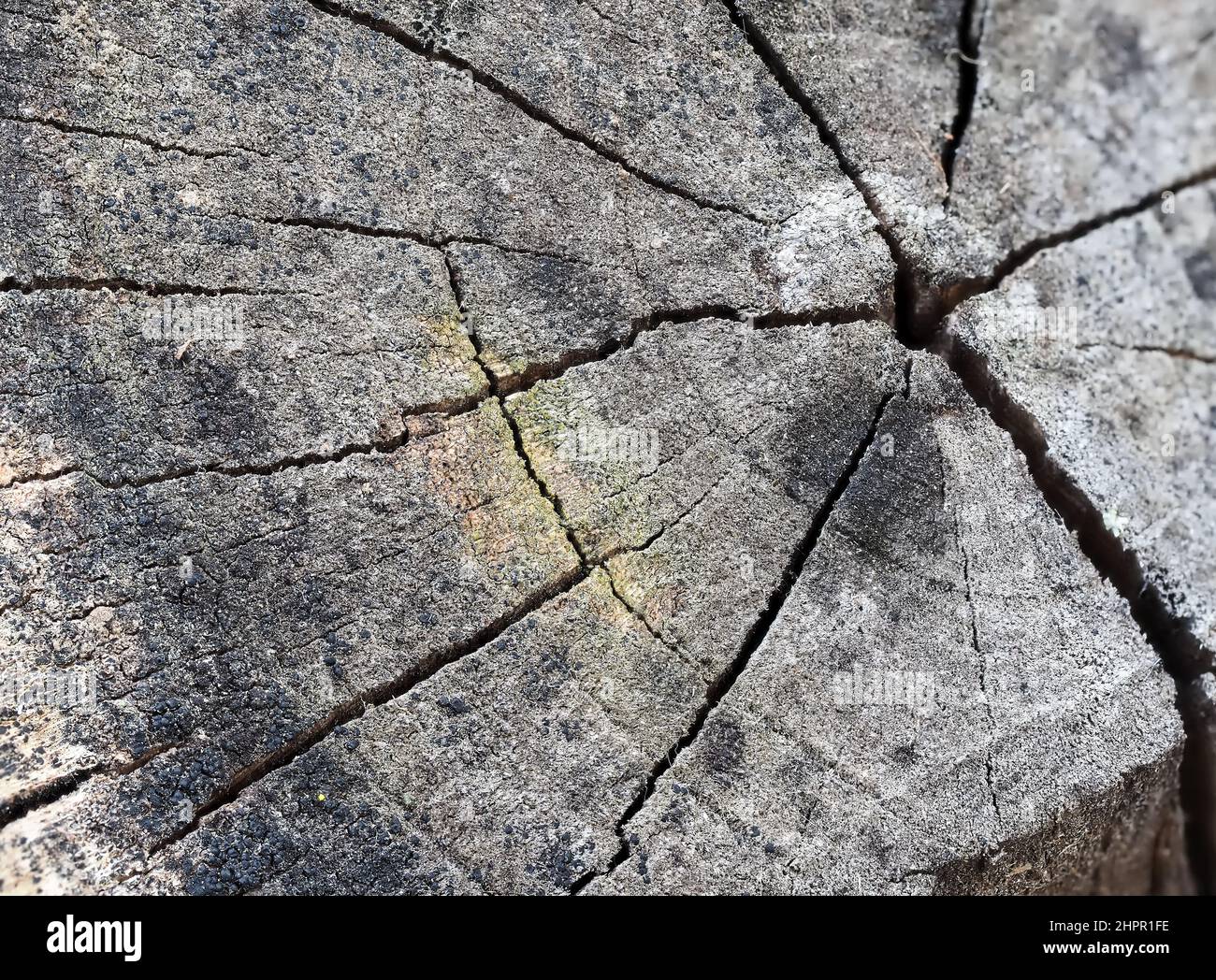 Primo piano di un ceppo di albero in sezione, con anelli di crescita e crepe. Legno danneggiato dalle intemperie, colore grigio Foto Stock