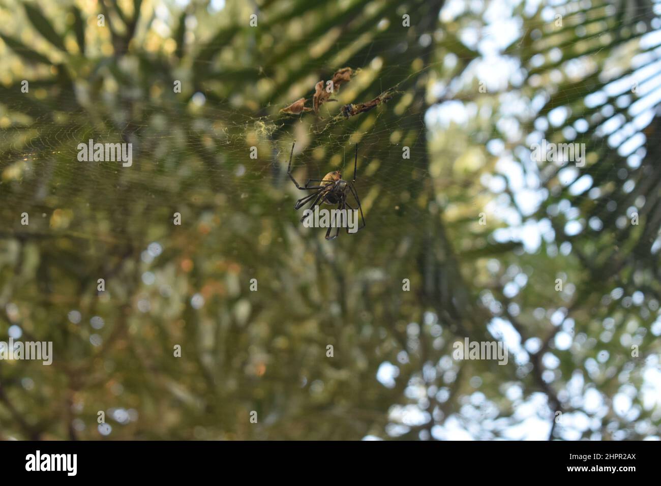 Spider su tela di ragno Foto stock - Alamy