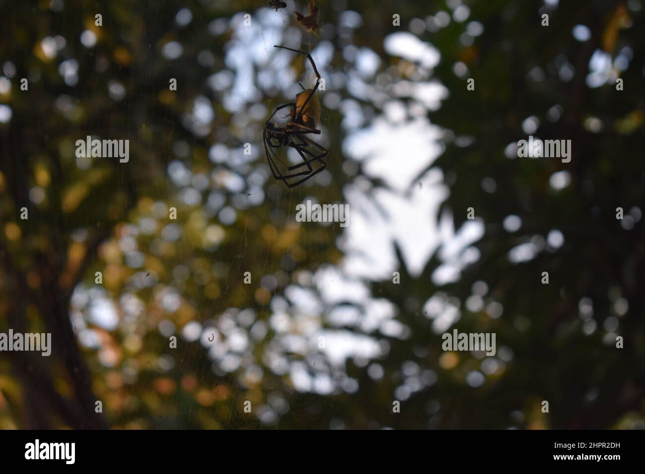 Spider su tela di ragno Foto Stock