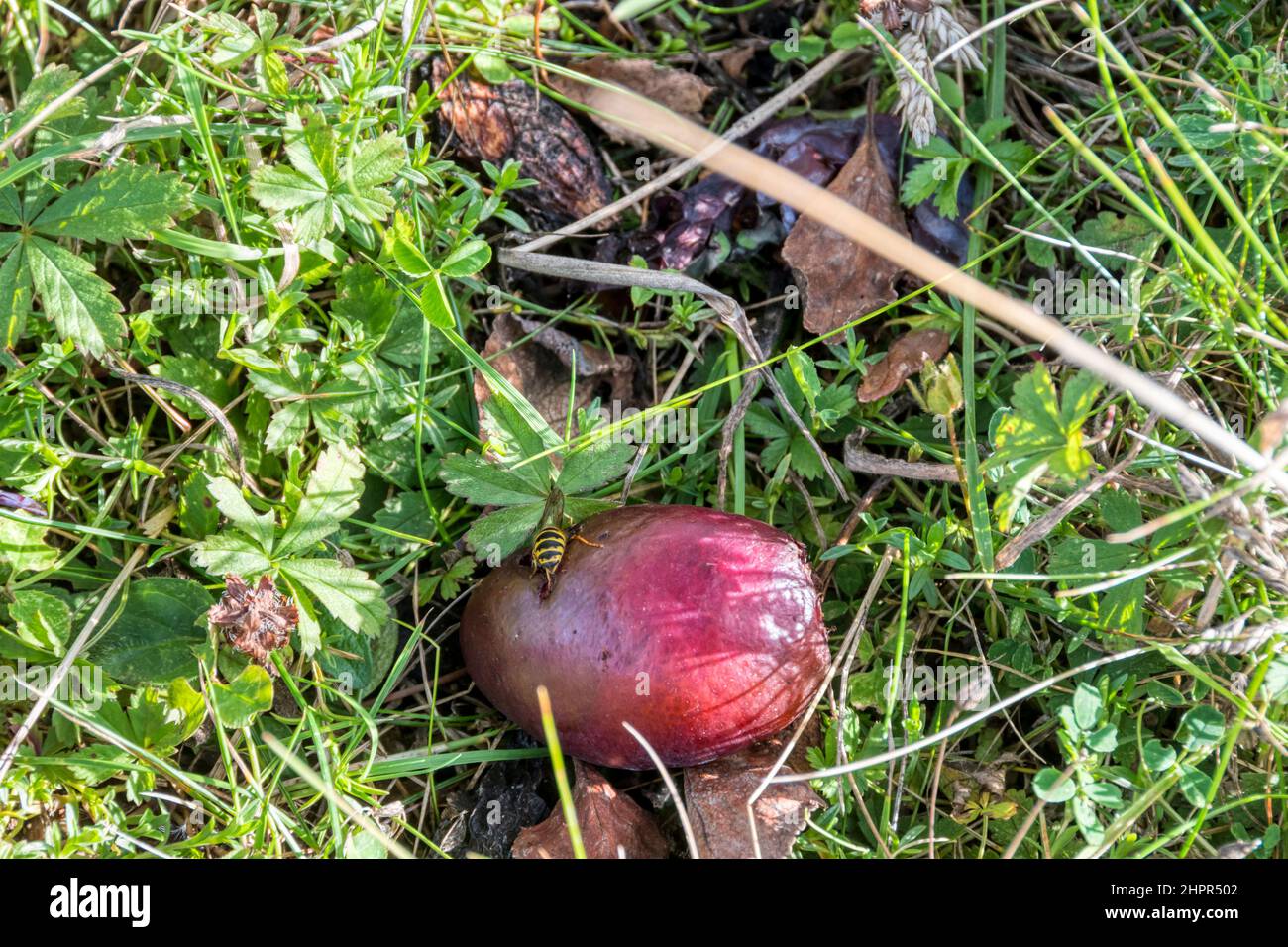 Una vespa che si nutrisce su una prugne marcio, Prunus domestica, in un giardino del Norfolk. Foto Stock