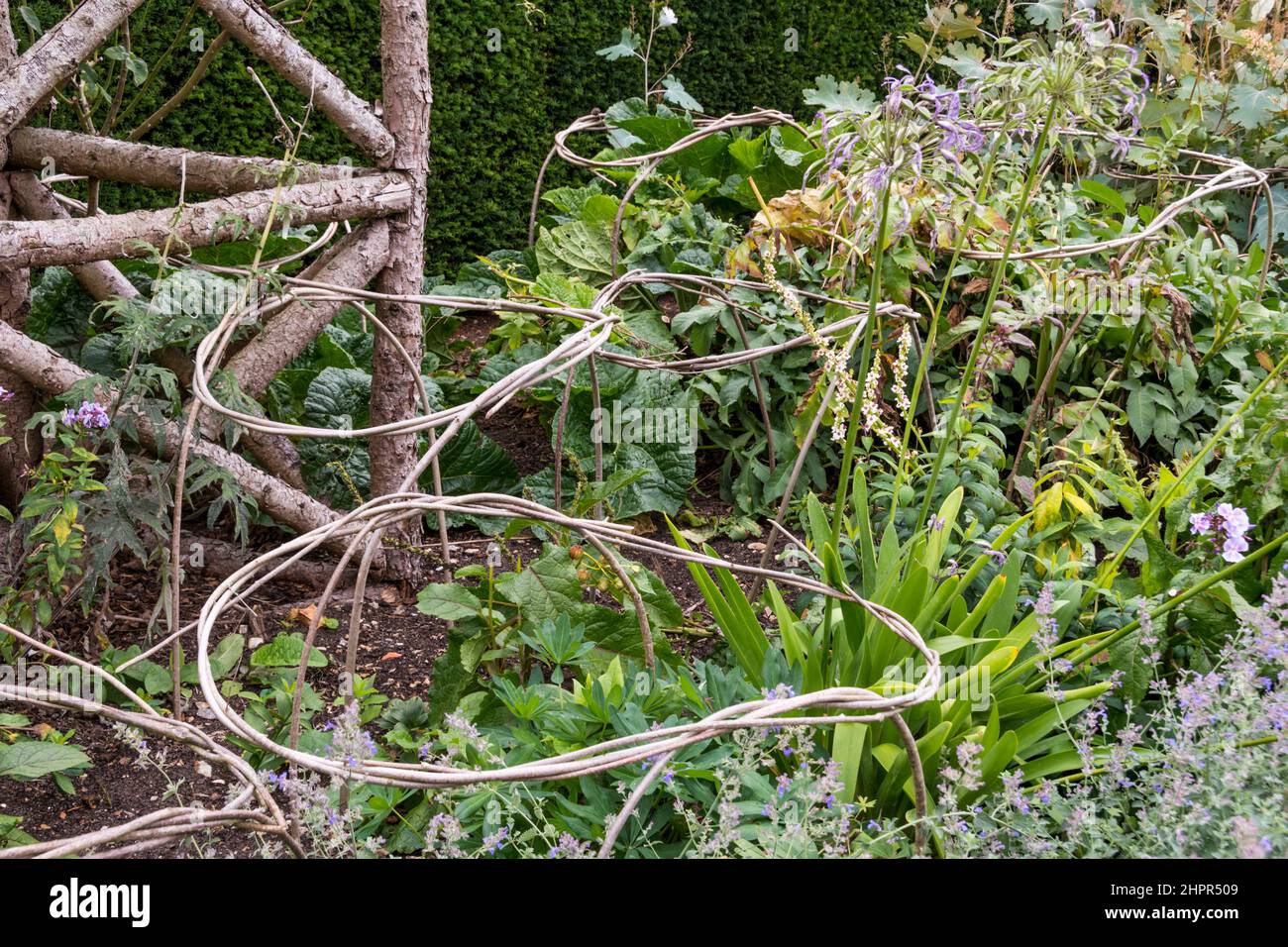 Ramoscelli tessuti insieme in cerchi in un fiore-letto per provvedere supporto per piante per crescere successivamente attraverso. Foto Stock