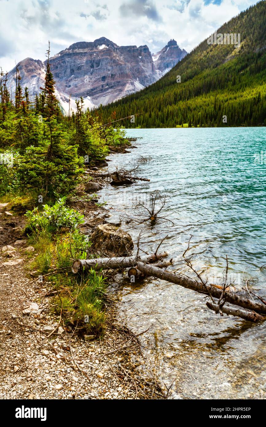 Morti, caduti e abbattuti alberi in acque turchesi sulla riva del lago Sherbrook. Montagne rocciose. Yoho National Park, British Columbia, Canada Foto Stock