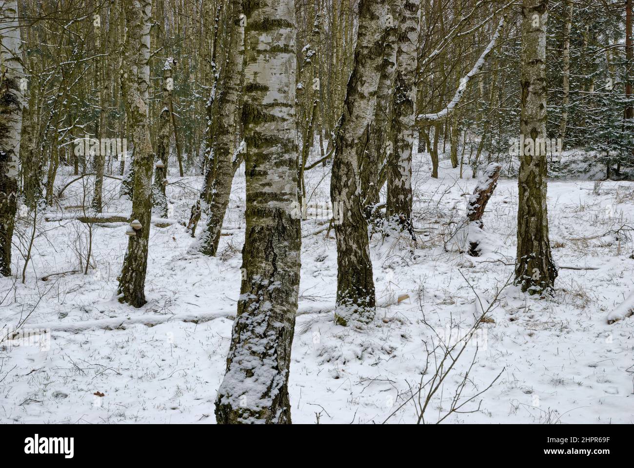 birch winter forest - luminoso giorno d'inverno nella foresta di betulla Foto Stock