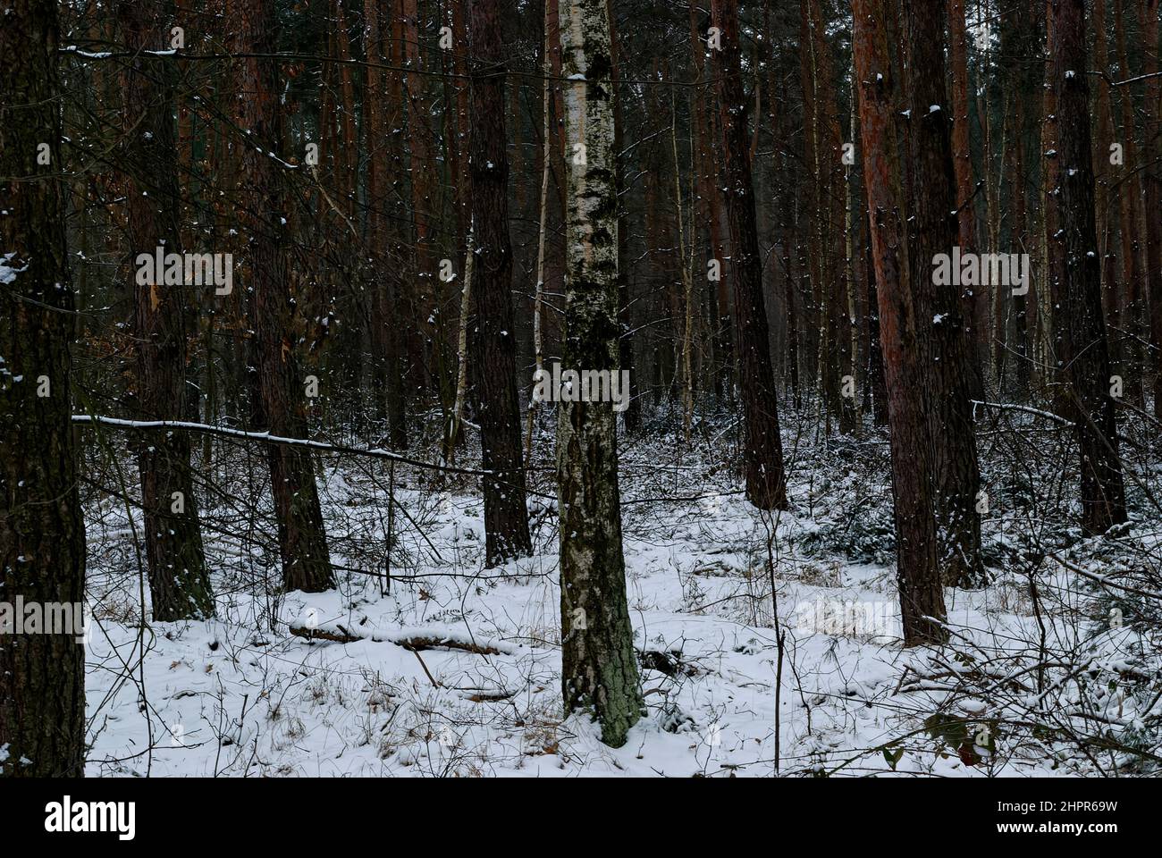 foresta d'inverno oscura - foresta silenziosa - paesaggio forestale d'inverno - tasto basso Foto Stock