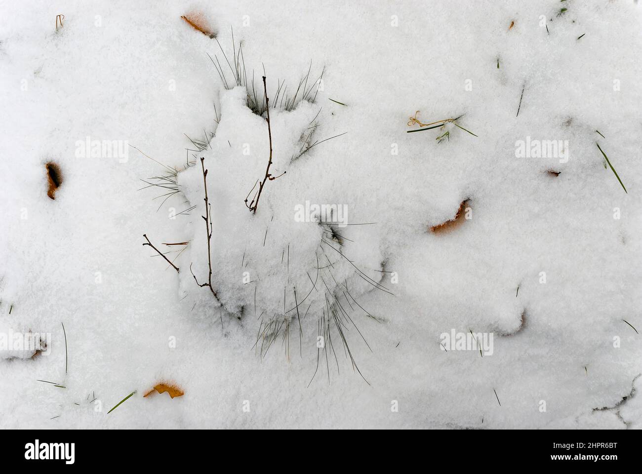 neve - primo piano - nella neve si può vedere un frammento sporgente di foglie marroni e marroni Foto Stock