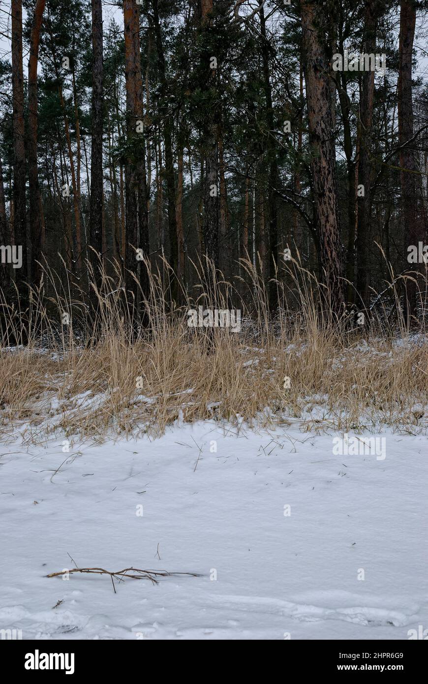 paesaggio verticale invernale - giorno invernale ai margini della foresta Foto Stock